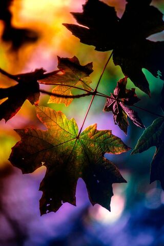 Whispers of Shadow and Light