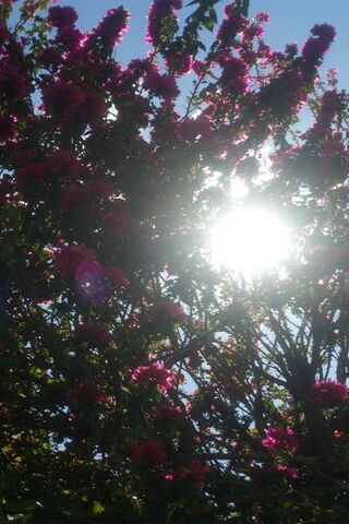 Radiant Blooms Under the Sun 🌸☀️