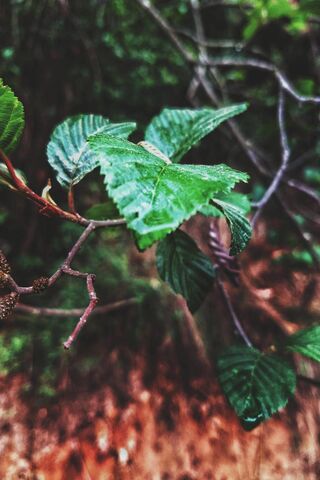 Whispers of Nature: The Hojas