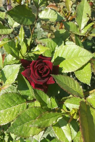 Mystique of the Black Rose 🌹✨