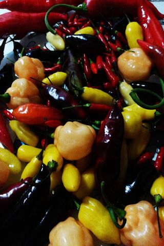 Spice Up Your Life: The Colorful World of Chilli Peppers 🌶️✨