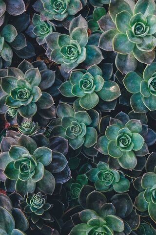 Green Succulents