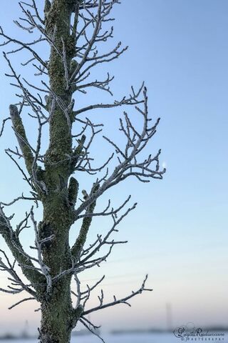 Arbre Dans La Neige Fond Décran Télécharger Sur Votre