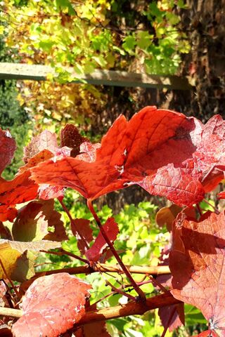 Autumn's Embrace in the Vineyard 🍇🍂