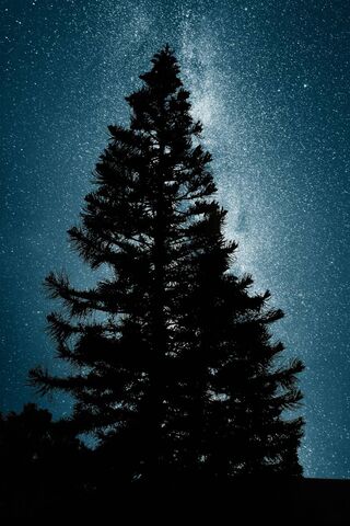 Starlit Serenity: The Milky Way Pine