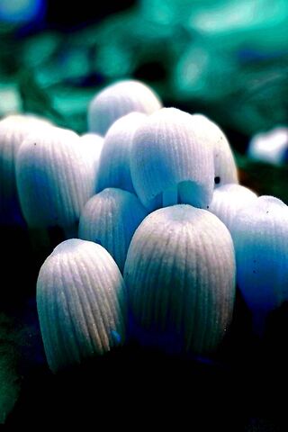 Blueshrooms