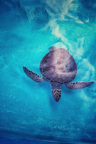 Tortuga: The Serene Swimmer of the Sea 🌊🐢