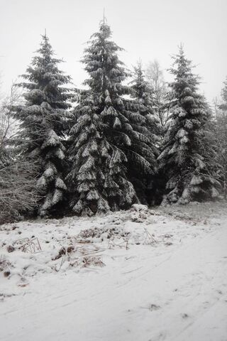 Winter's Embrace: The Frozen Pines