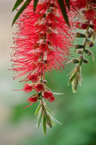 Crimson Beauty: The Red Plant's Vibrant Charm 🌺✨