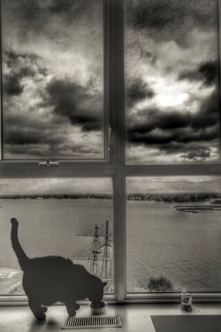 Whiskers and Waves: A Cat's View