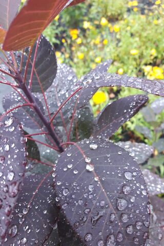 Nature's Sparkling Jewels