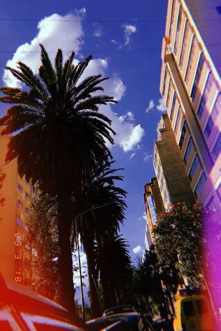 Tropical Vibes: A Stroll Among the Palms 🌴☀️