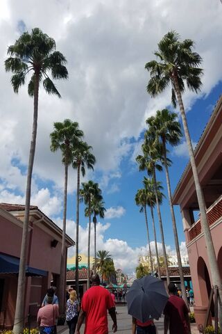 Tropical Vibes: A Stroll Under the Palms 🌴☀️