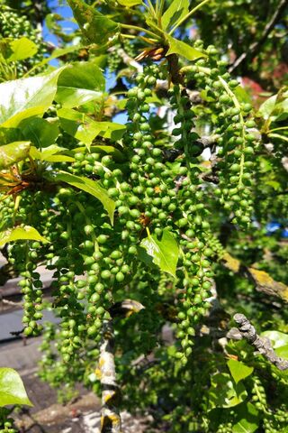 Flover's Green Delight: Nature's Hidden Gems 🌿✨