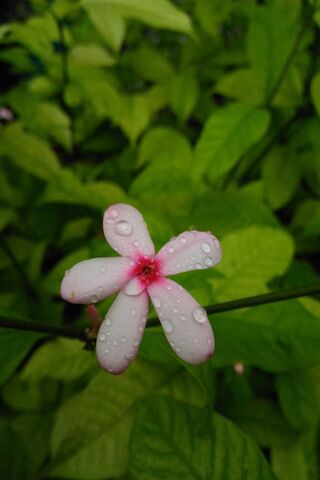 Krople deszczu kwiatowego