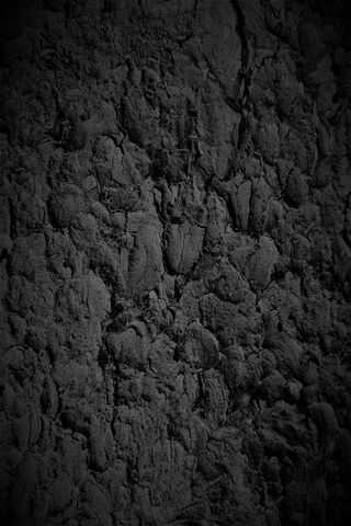 Mysteries of the Black Bark 🌑✨