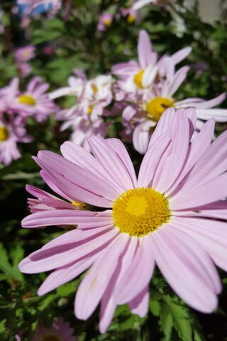 Blossoms of Motherhood 🌸