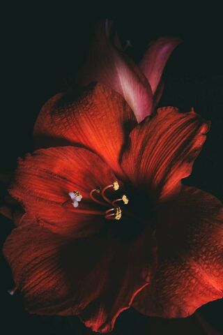 Radiant Elegance: The Allure of the Amaryllis 🌺✨