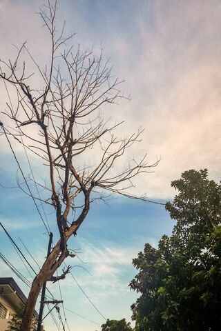 Whispers of Nature: A Skyward Gaze 🌳☁️