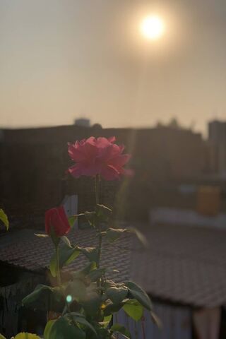 Rose and Rooftop