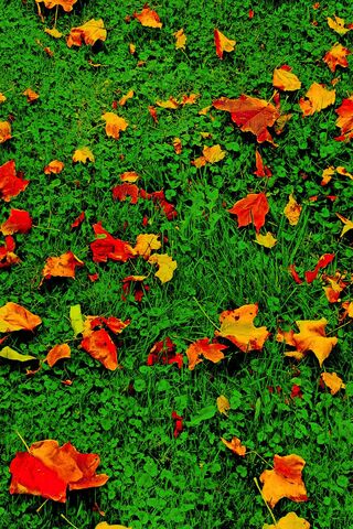 Crimson Leaves of Ohio