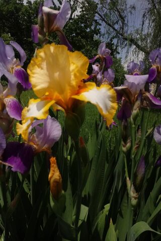 Iris barbuto giallo
