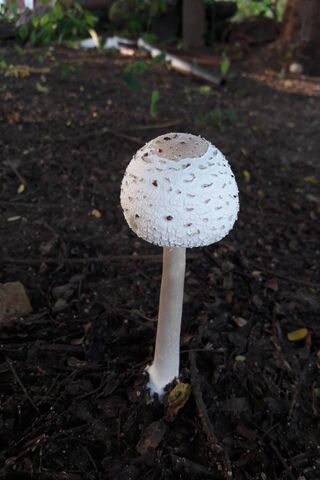 Mystical Mashroom: Nature's Hidden Gem 🍄✨