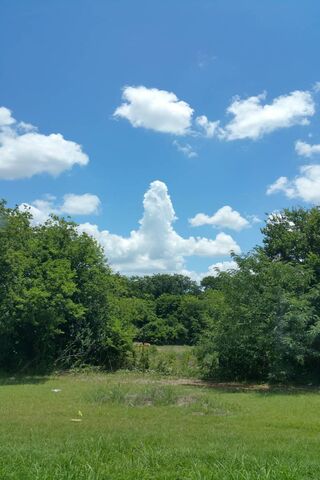 Cloudy Wonders: Nature's Artistry 🌤️🌳