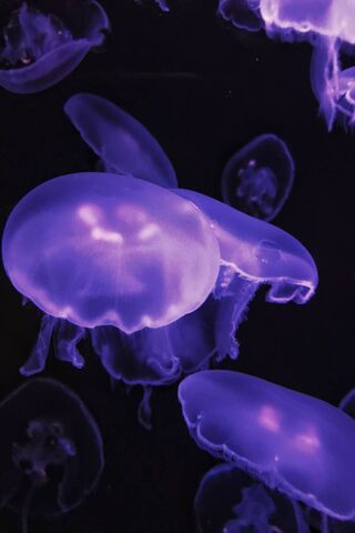 Jellyfish