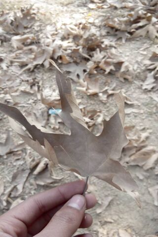 Chinar Tree