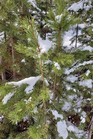 Baby Tree In Winter