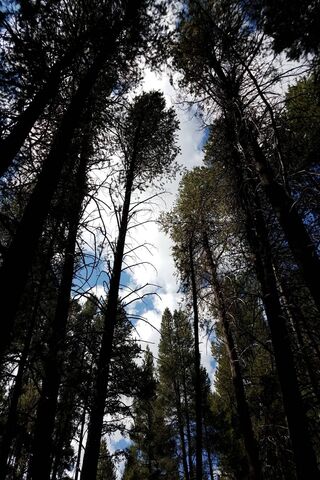 Skyward Serenity: A Forest Canopy