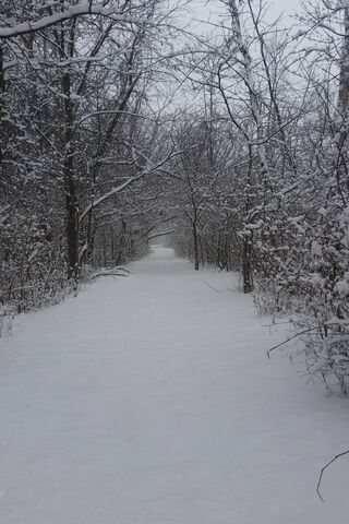 Winter Wonderland Pathway ❄️🌲