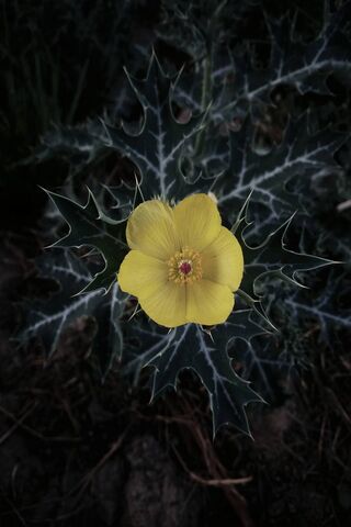 Golden Anemone: Nature's Radiant Jewel 🌼✨