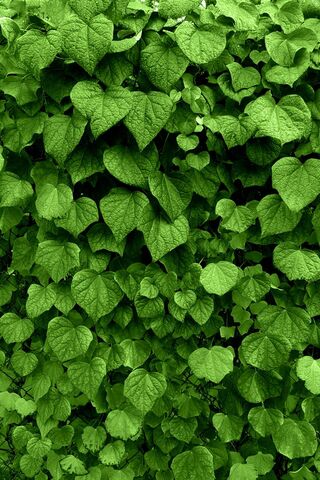 Green Wall