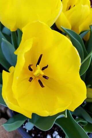 Sunshine in Bloom: The ..