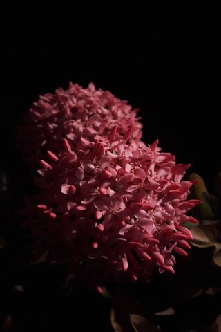 Blooming Beauty in the Shadows 🌸✨