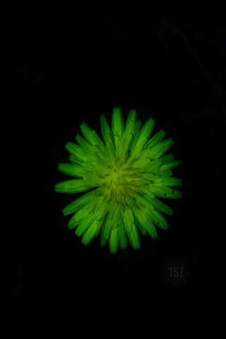 Luminous Green Blossom: Nature's Neon Wonder 🌼✨