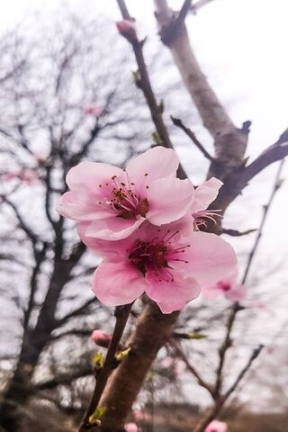 Blossoms of Renewal 🌸