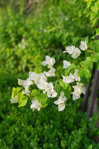 Blossoms of Serenity