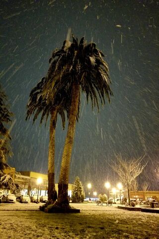 Winter's Surprise: A Snowy Palm Oasis 🌴❄️
