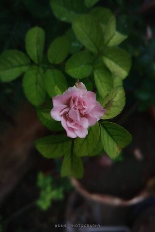 Whispers of a Pink Blossom 🌸