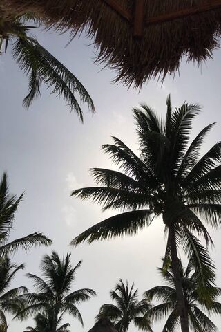 Tropical Serenity: Nature's Embrace