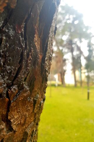 Nature's Textured Canvas 🌳✨