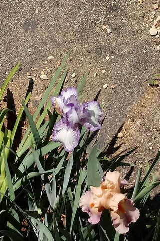 Bearded Irises