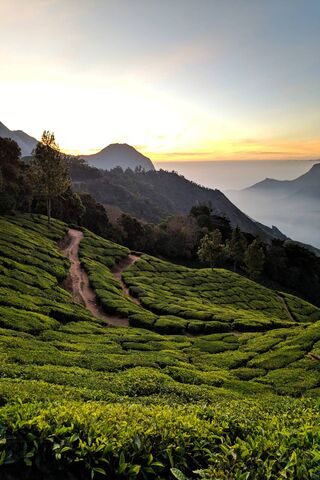 Serenity in the Green: A Tea Plantation Sunrise 🌄🍃