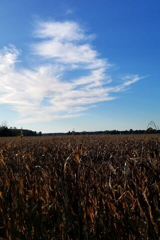 Corn In Indiana