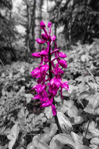 Mystical Mor: The Enchanting Orchid 🌸✨