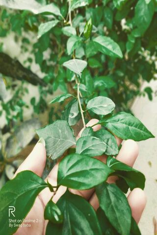 Greeny Leave