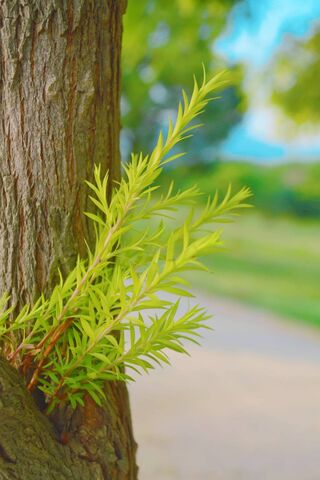 Nature Tree